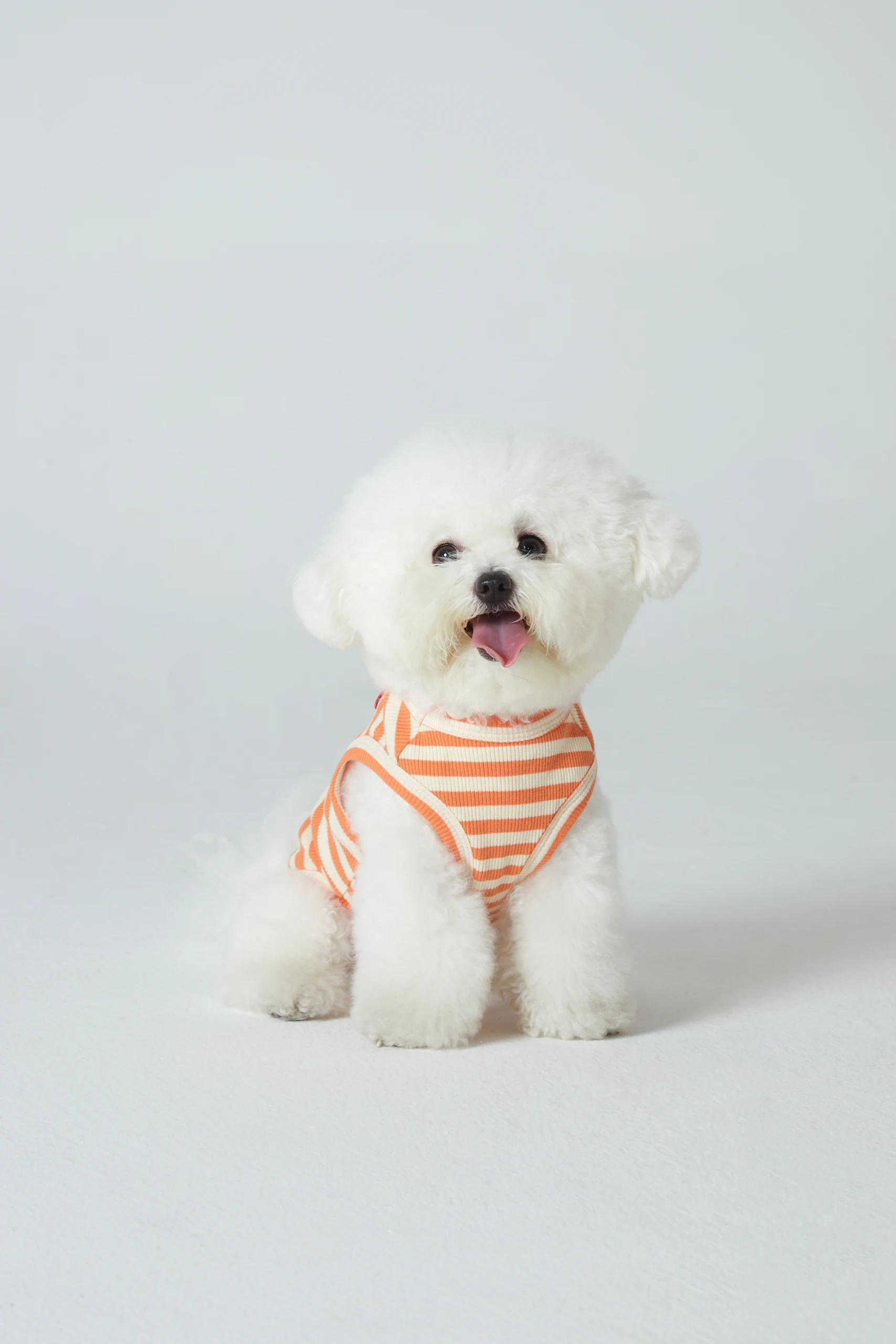 Dog Clothing on White Backgrounds