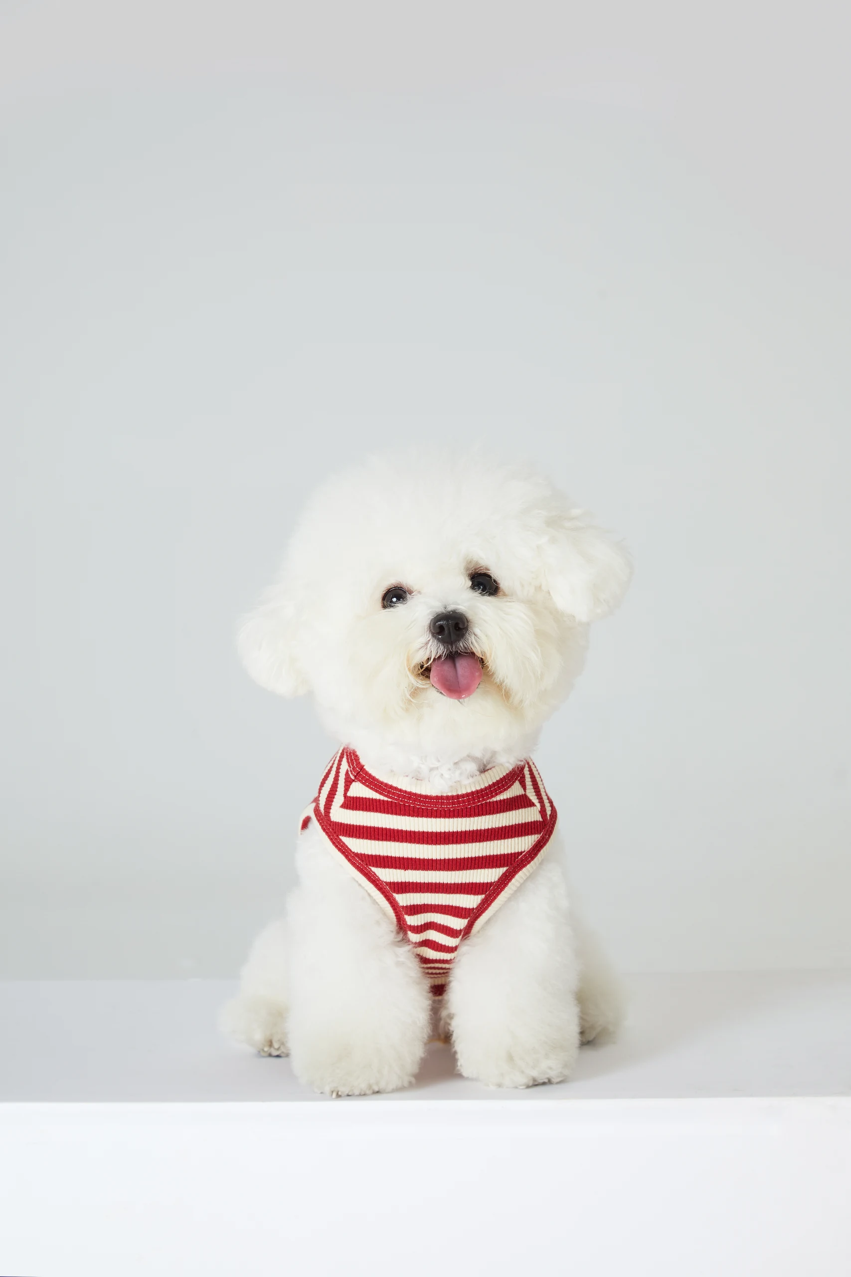 Dog Clothing on White Backgrounds