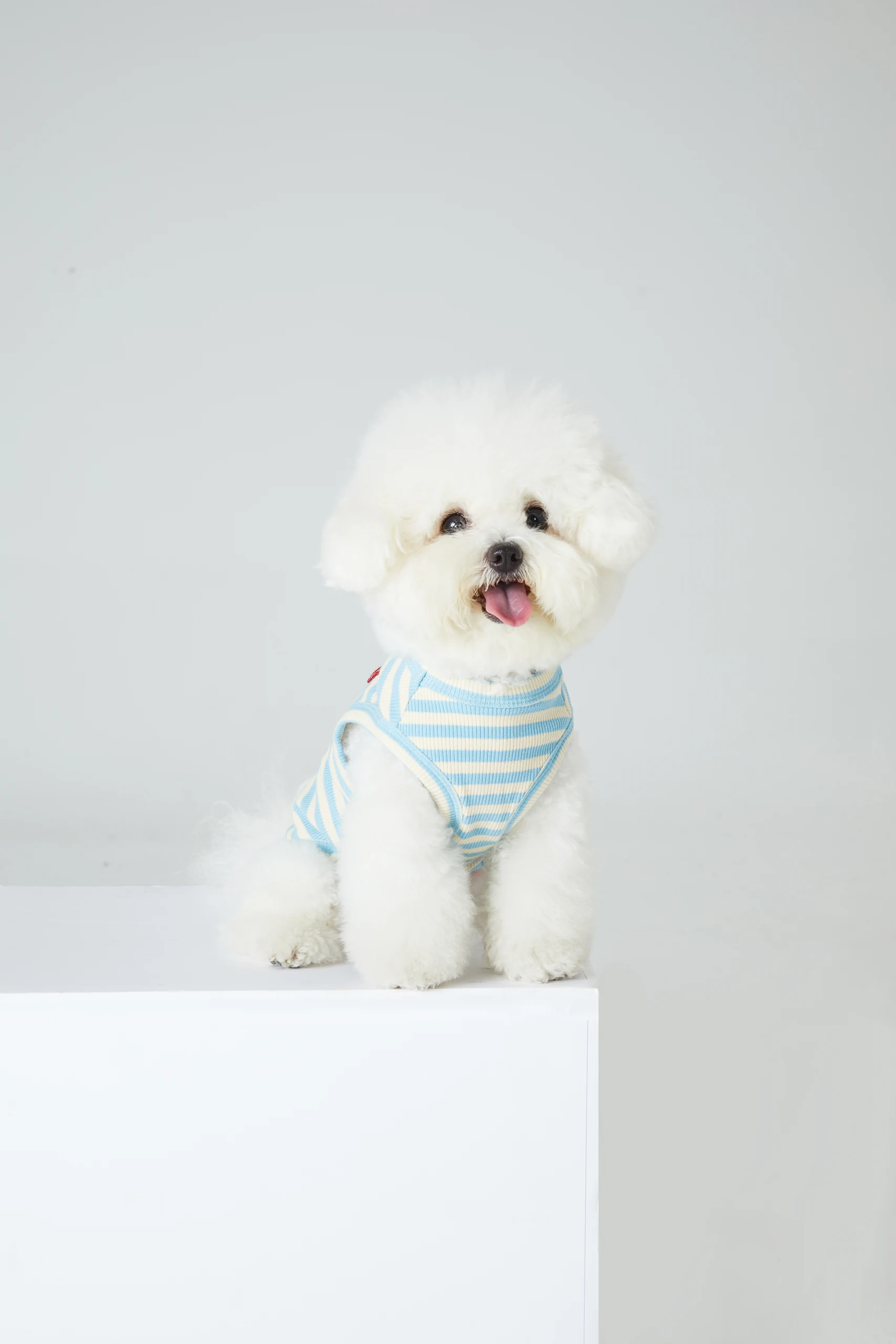 Dog Clothing on White Backgrounds