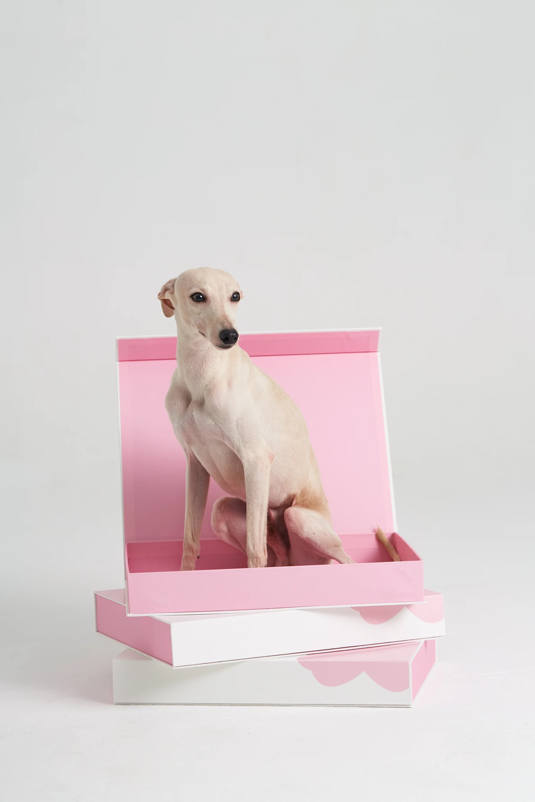 Pet Bedding in Pink Settings