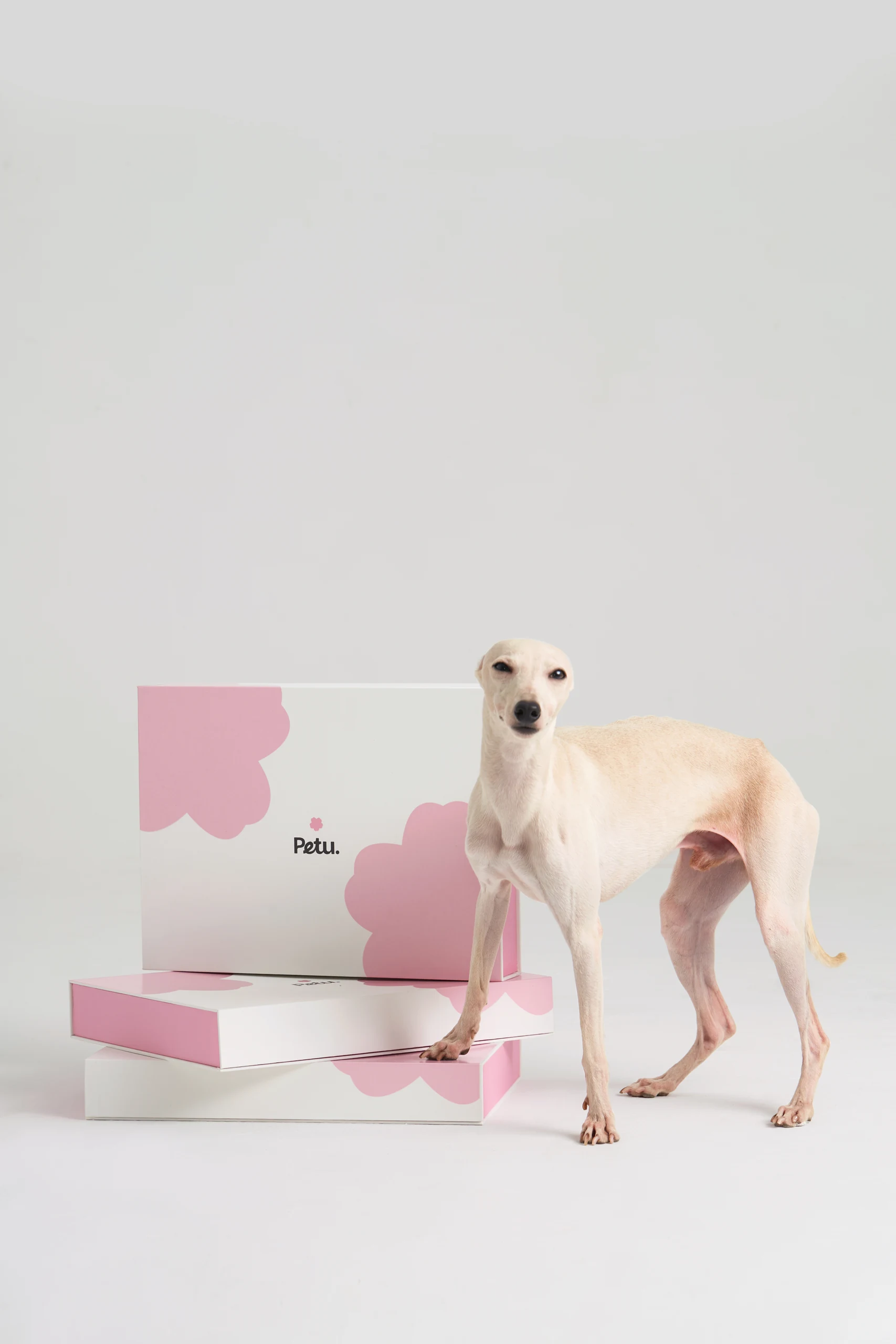 Pet Bedding in Pink Settings