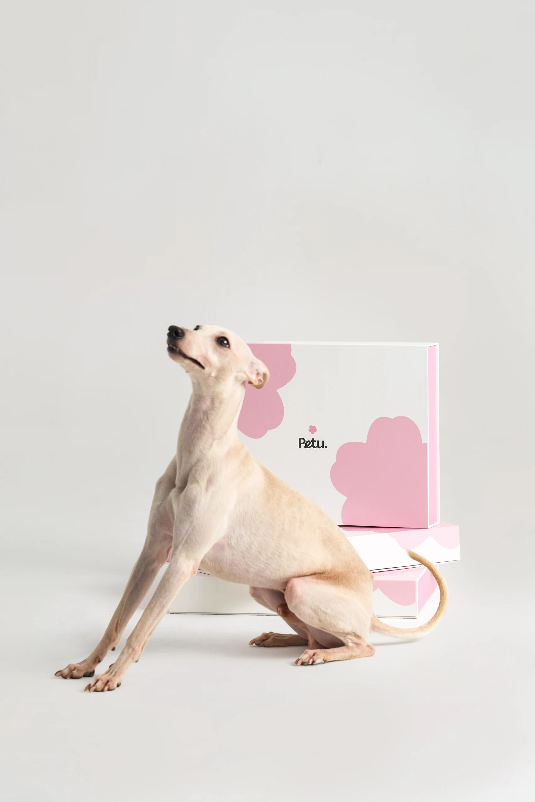 Pet Bedding in Pink Settings