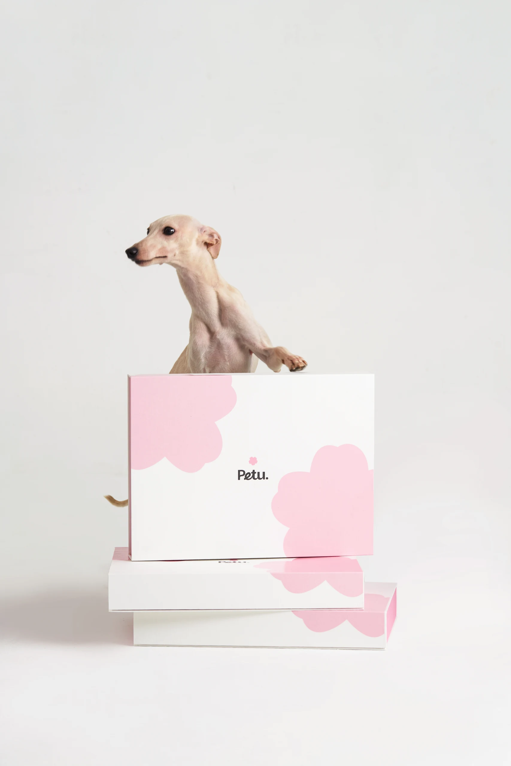 Pet Bedding in Pink Settings
