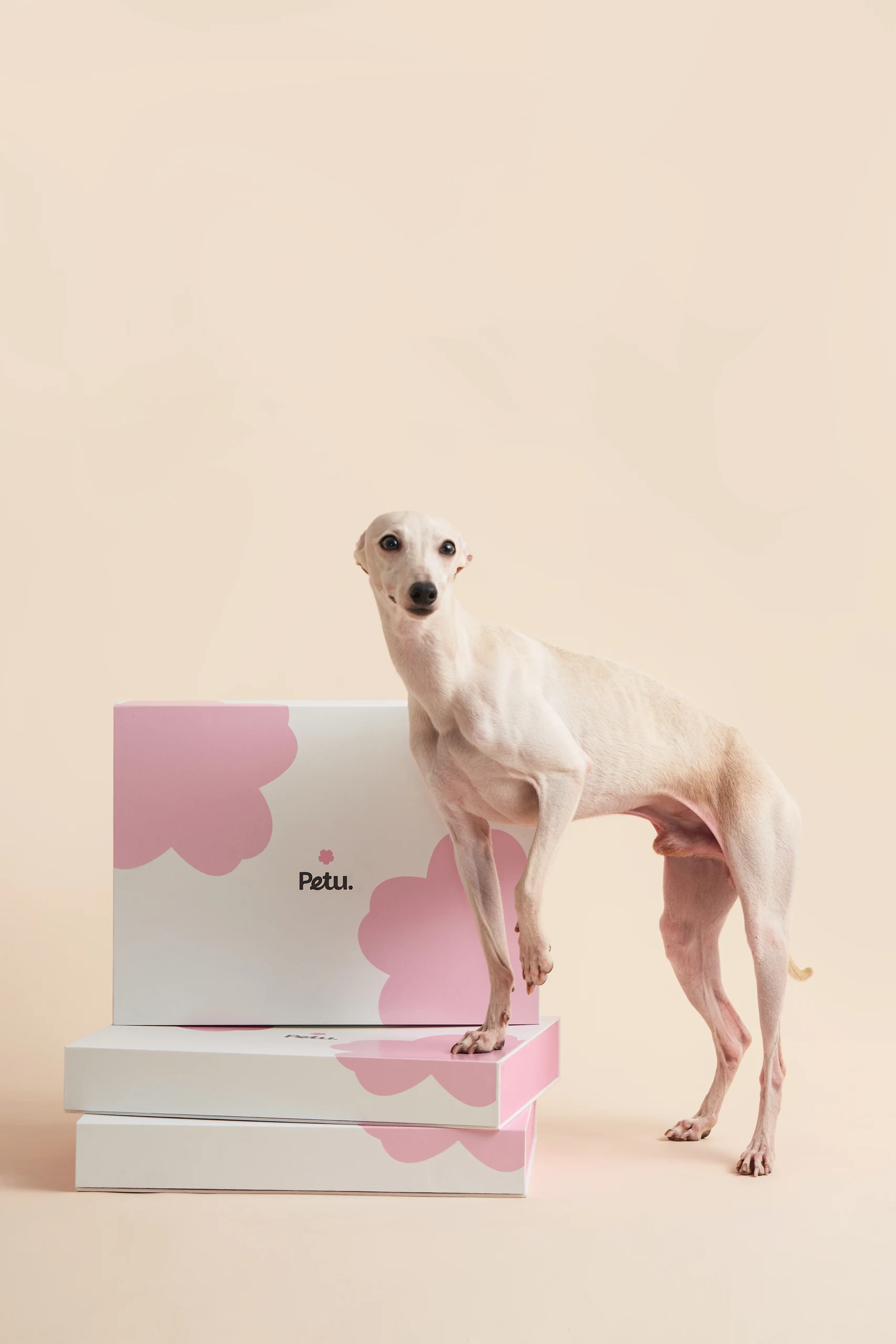 Pet Bedding in Pink Settings
