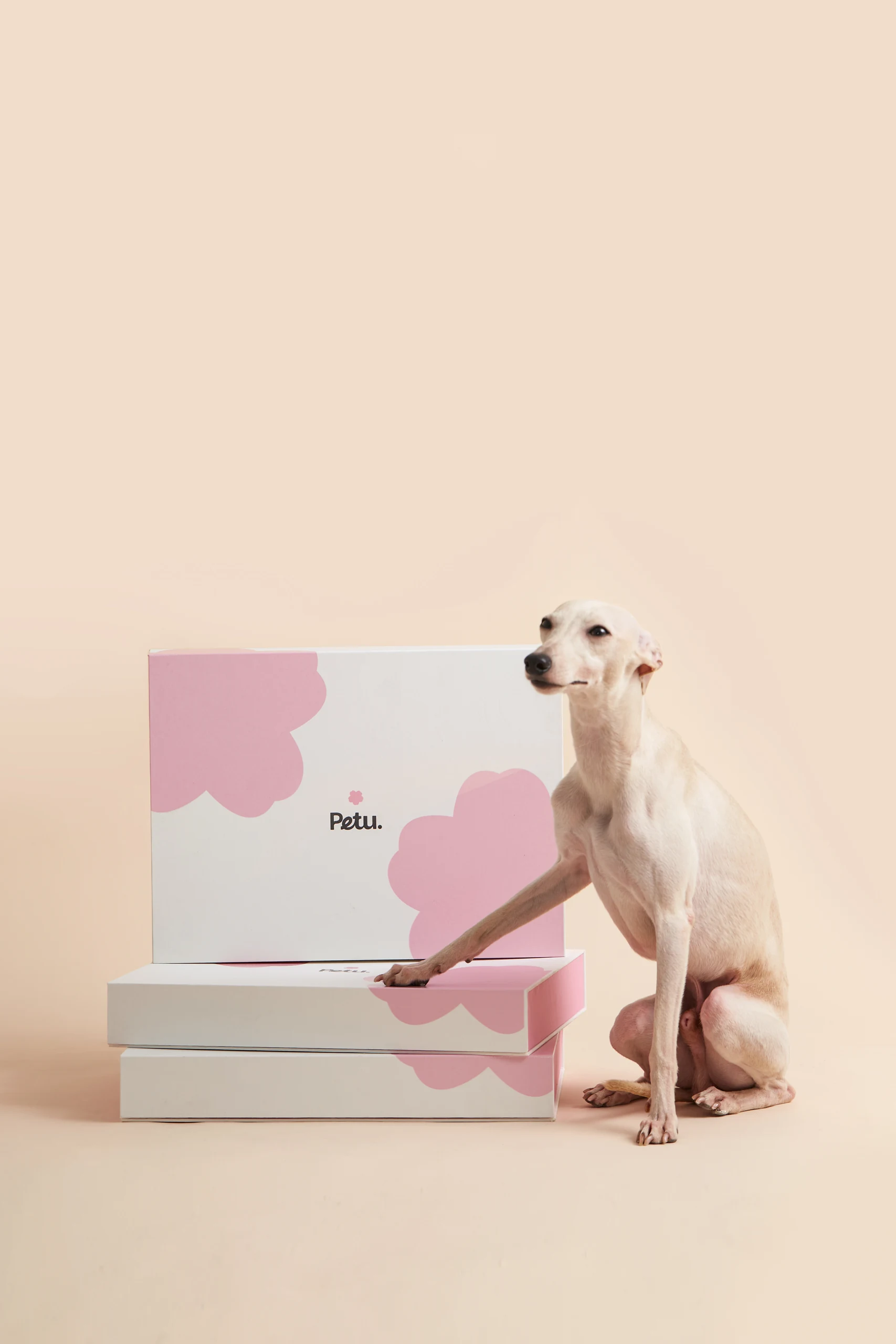 Pet Bedding in Pink Settings
