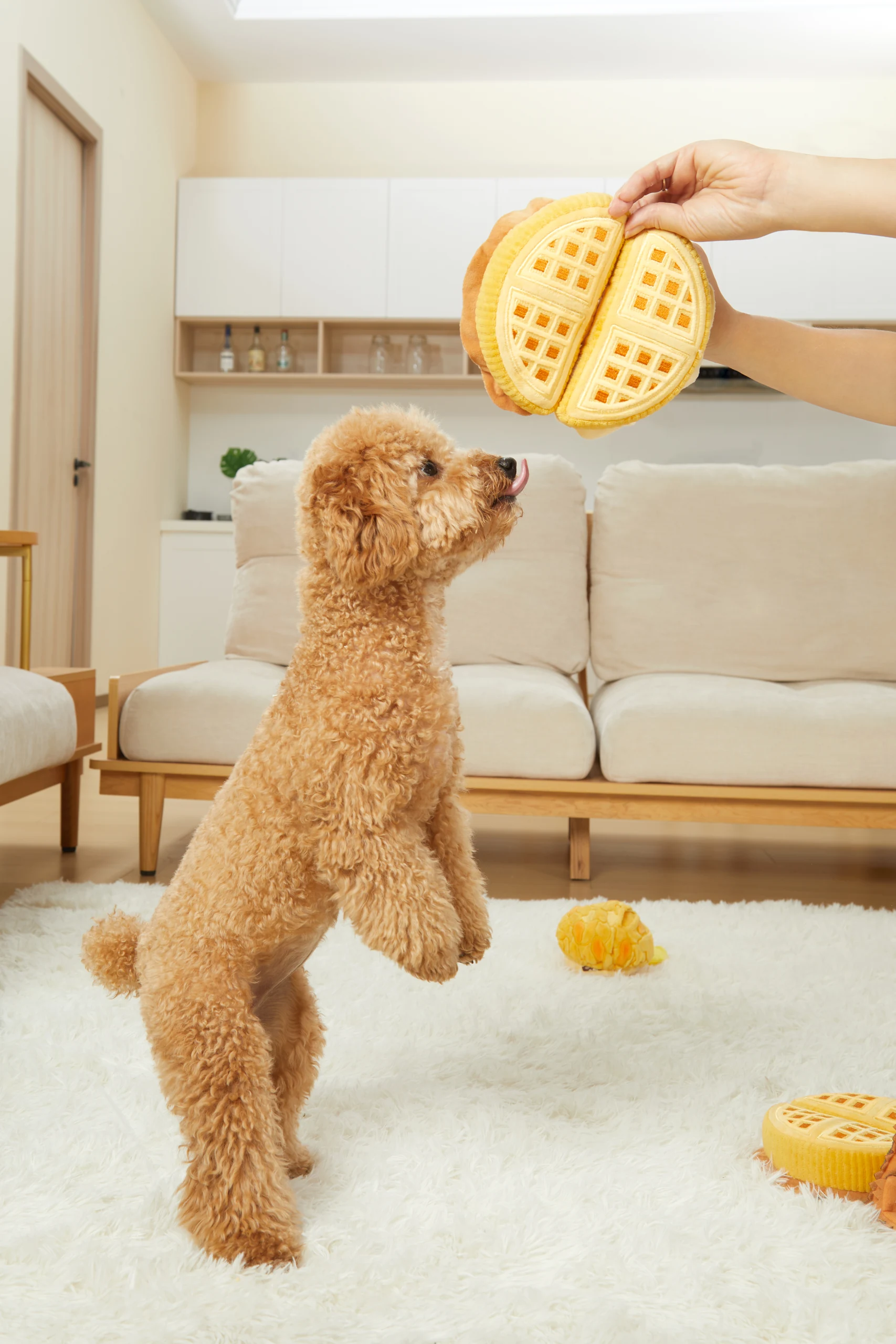 Pet Toys in Home Settings