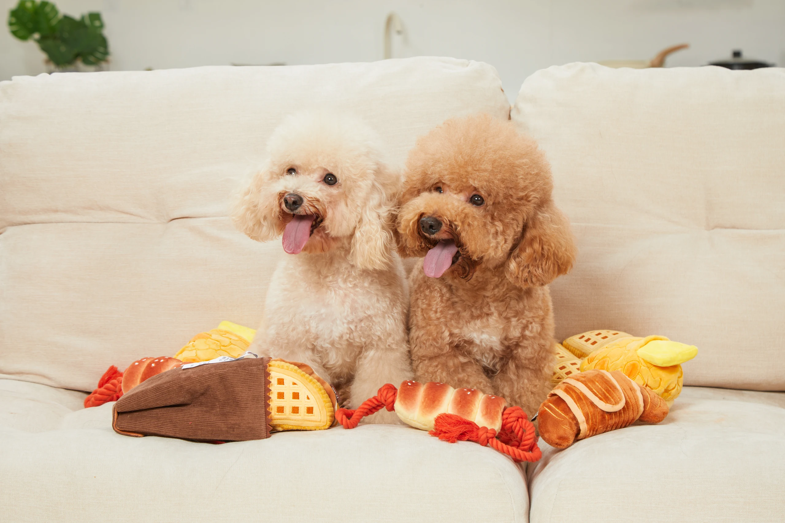 Pet Toys in Home Settings