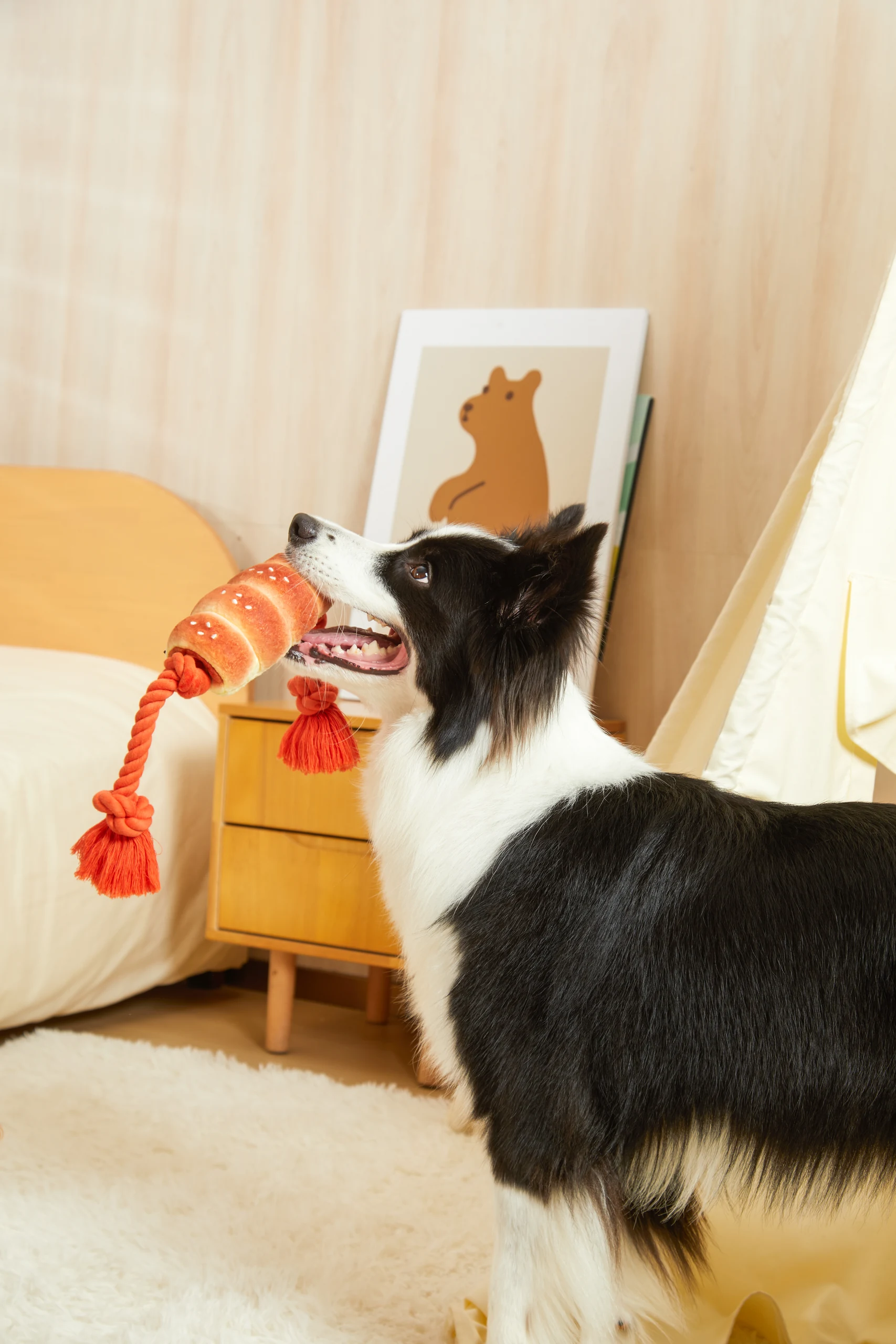 Pet Toys in Home Settings