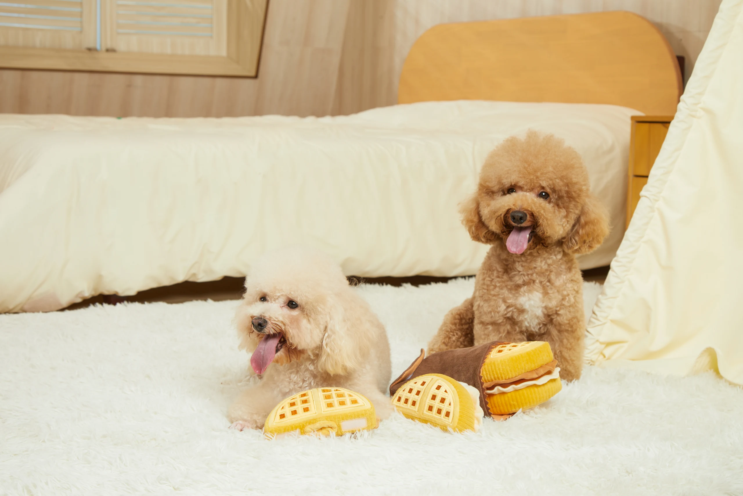 Pet Toys in Home Settings