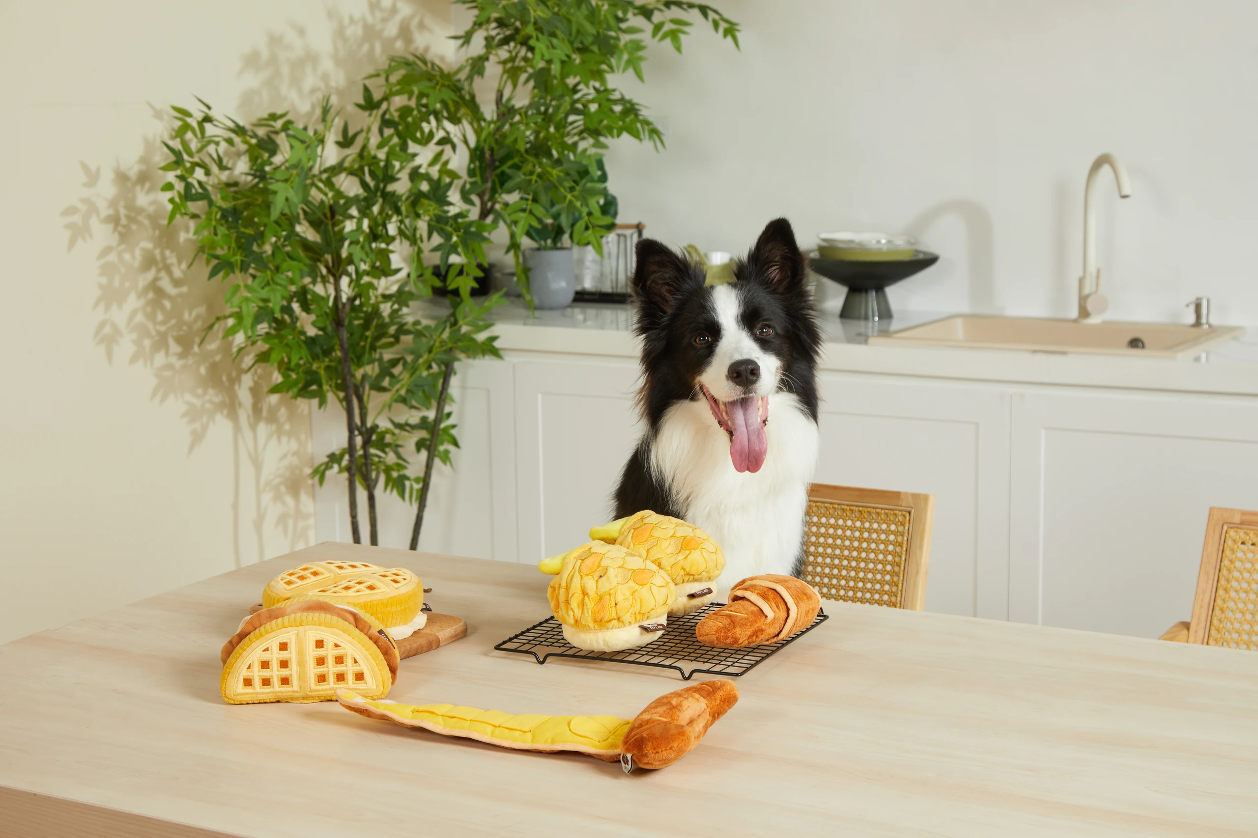 Pet Toys in Home Settings